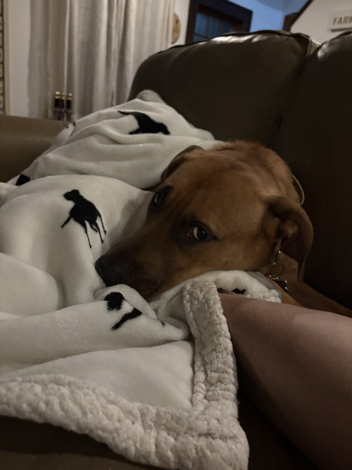 DAMIEN AKA BUDDY - Unknown available for adoption