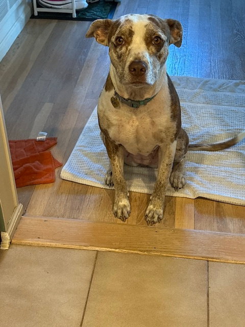KALA - Catahoula Leopard Dog available for adoption