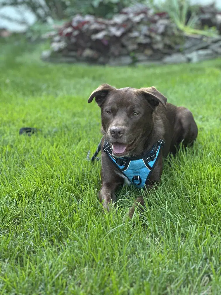 Riley image 4