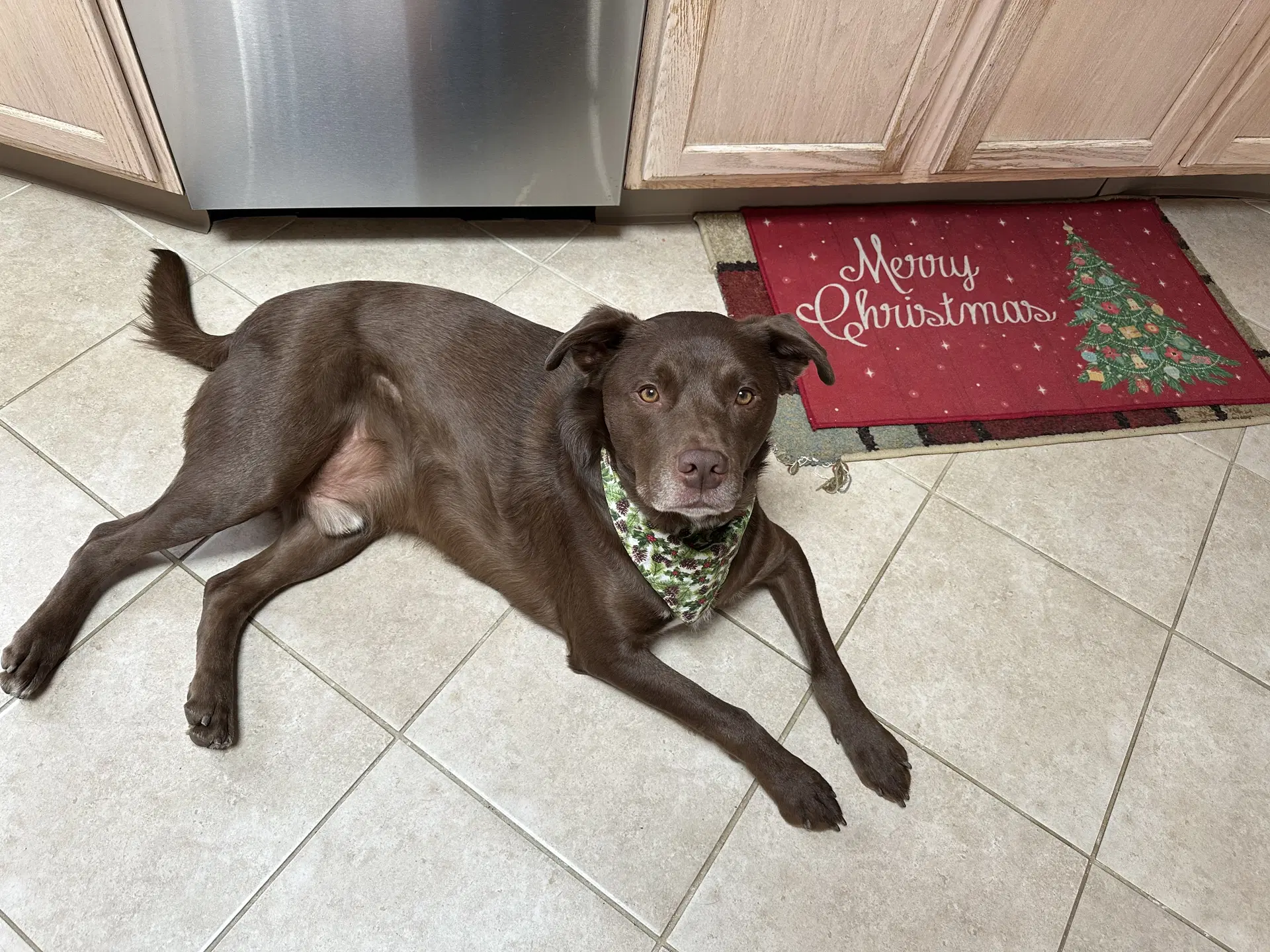 Riley - Labrador Retriever