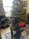 RILEY - Photo 3