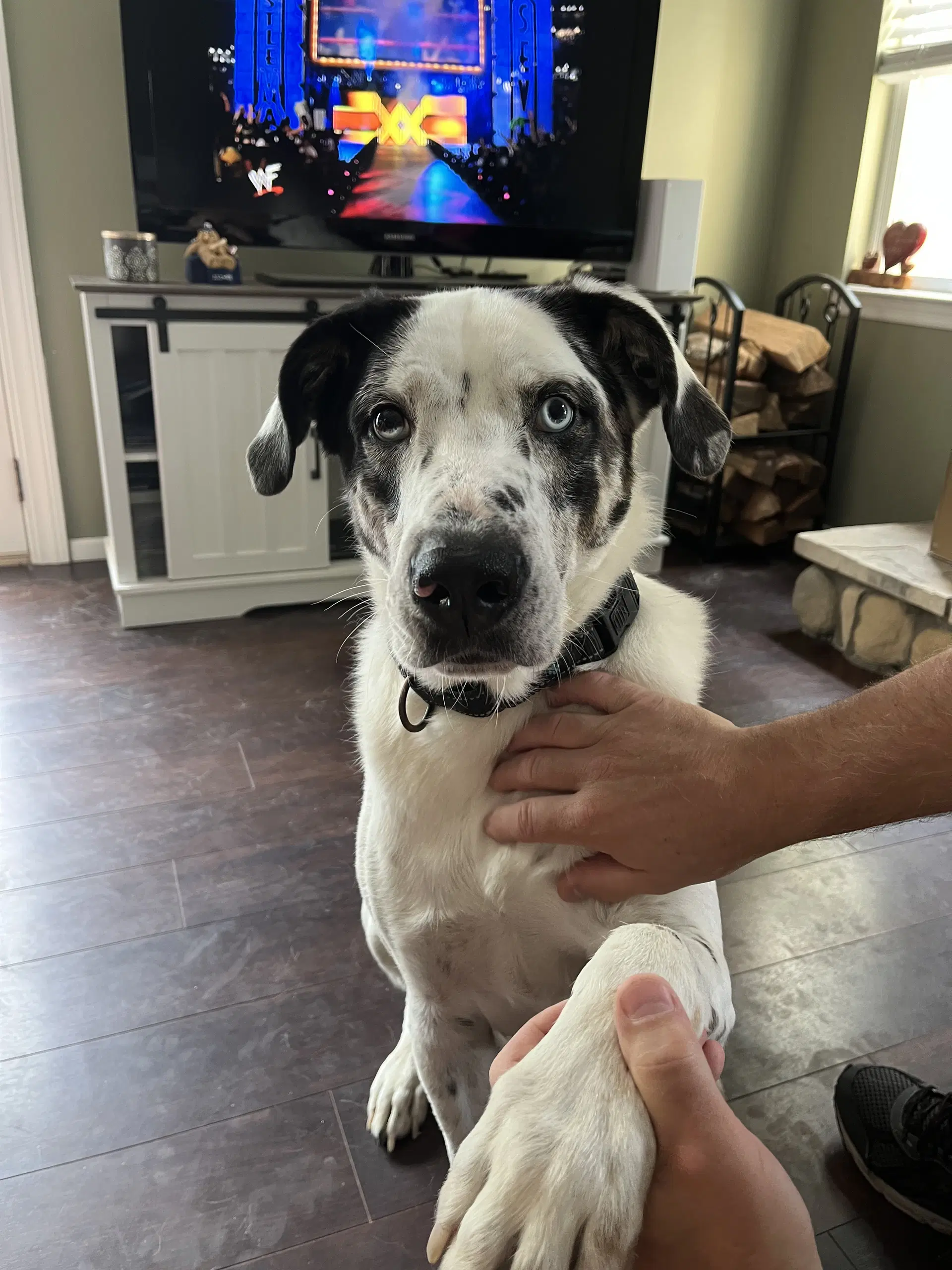 Biscuit - Great Pyrenees