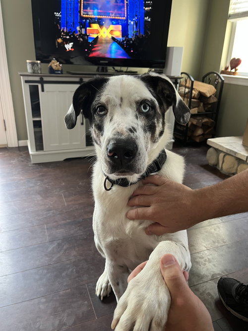 BISCUIT - Great Pyrenees available for adoption