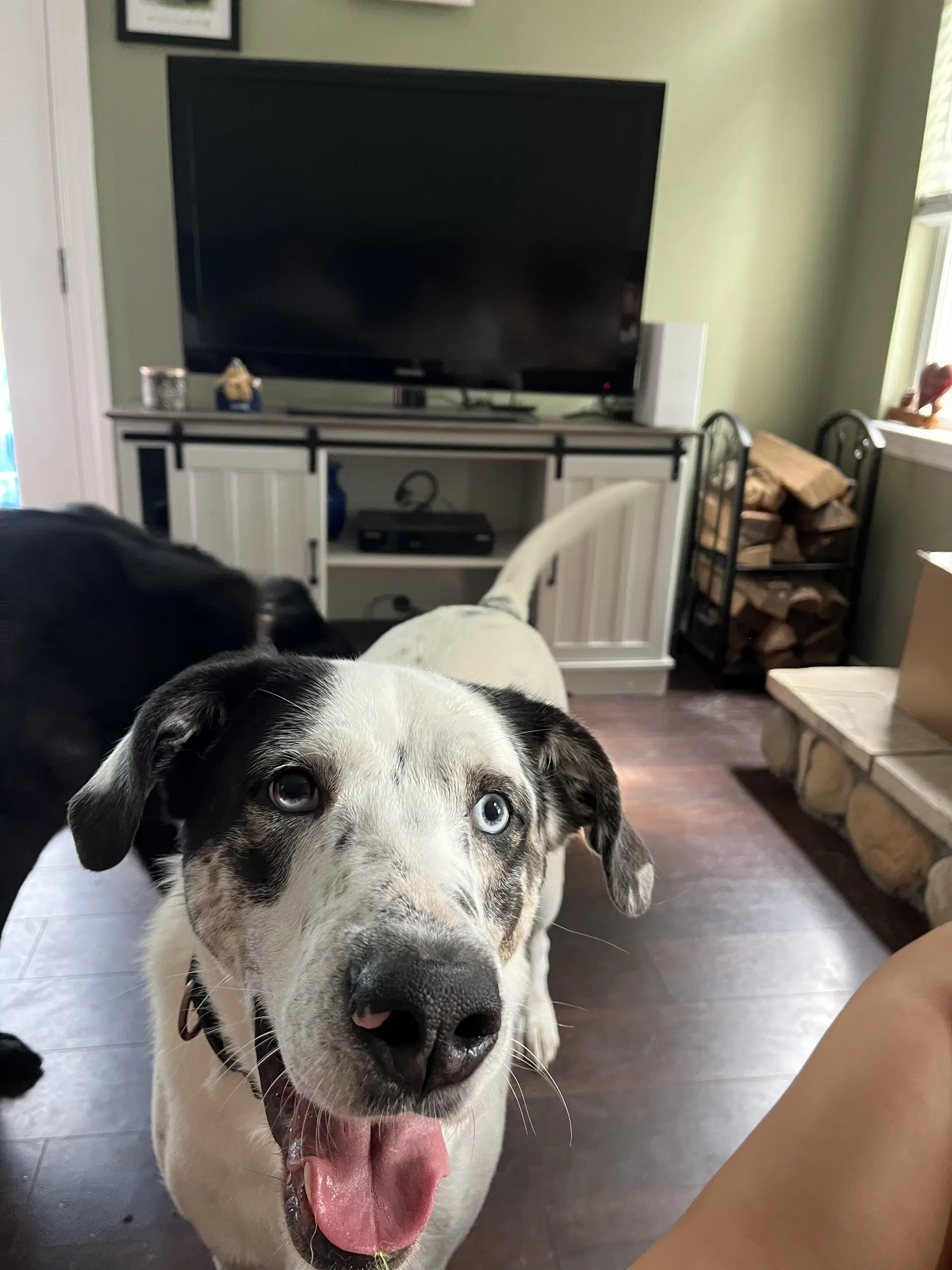 Biscuit image 2