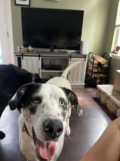 BISCUIT - Great Pyrenees available for adoption