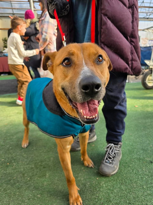 RORY - Shepherd / Terrier available for adoption