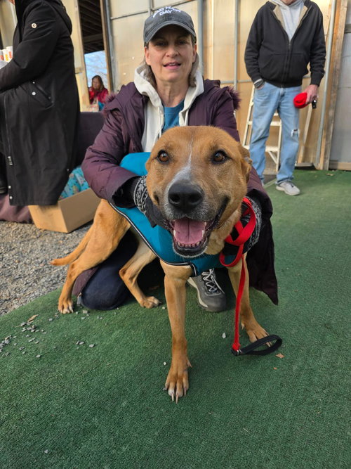 RORY - Shepherd / Terrier available for adoption