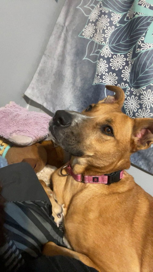 RORY - Shepherd / Terrier available for adoption