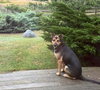 RODNEY - Photo 3