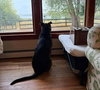 RODNEY - Photo 5