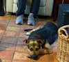 RODNEY - Photo 9