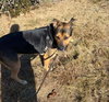 RODNEY - Photo 11
