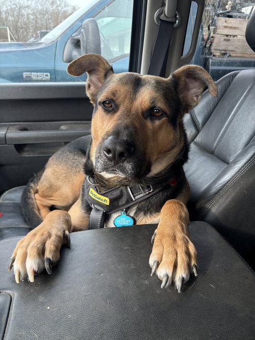 RODNEY - Shepherd available for adoption