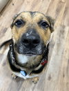 RODNEY - Photo 2