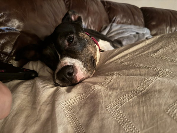 SADIE LADY
