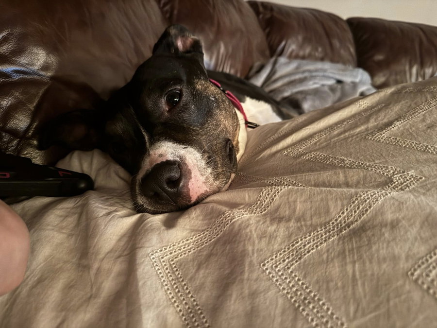 SADIE