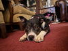 SADIE