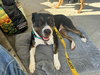 SADIE LADY - Photo 5