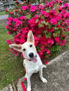 GRETEL