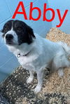 ABBY