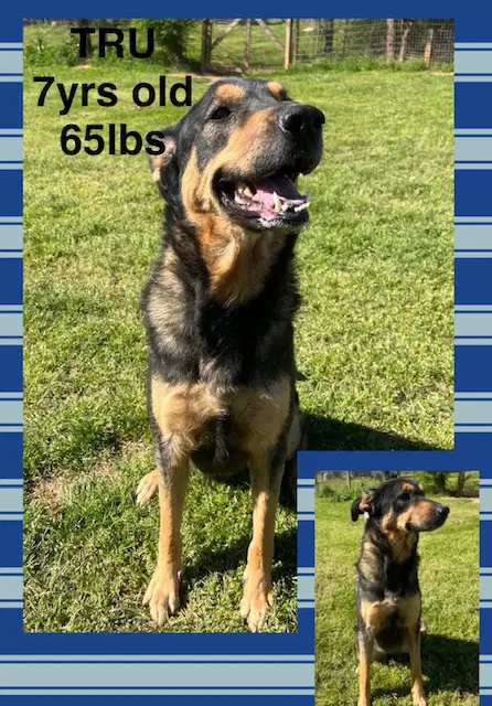 Tru - Shepherd