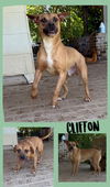 CLIFTON