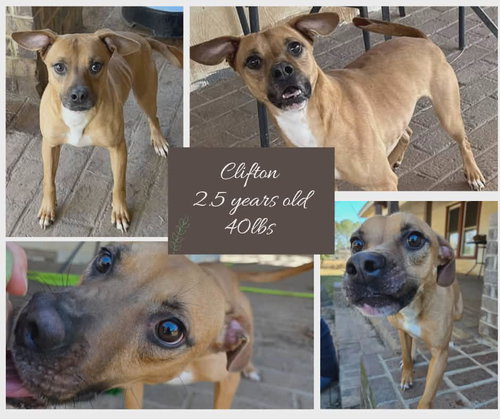 CLIFTON - Boxer available for adoption