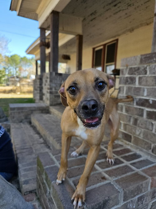 CLIFTON - Boxer available for adoption