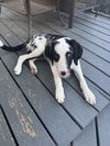 HARLEY