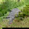 CLOVE