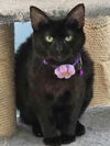 WILLOW
