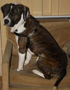 REX