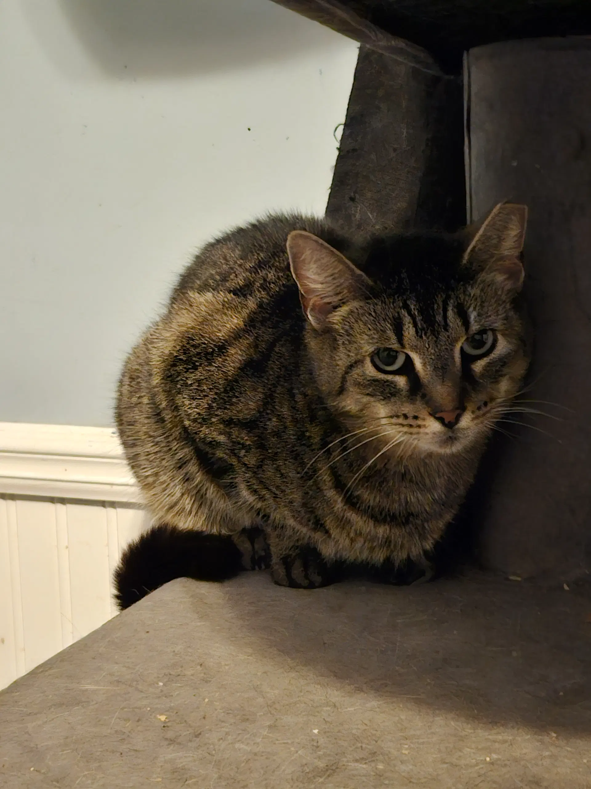 Phoenix - Domestic Short Hair