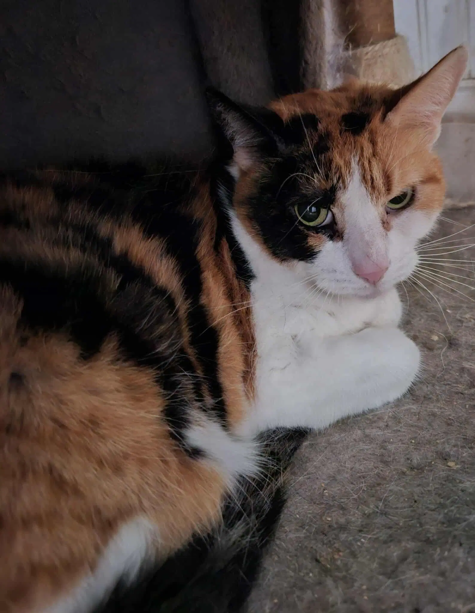 Sasha - Domestic Short Hair