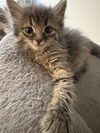 LILLY