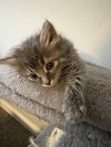 LILLY