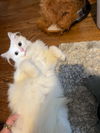 MARSHMELLOW