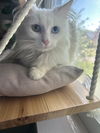 MARSHMELLOW