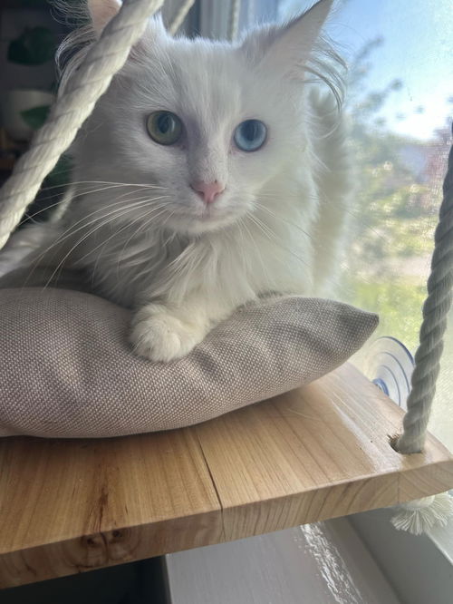 MARSHMELLOW