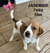 JASEMINE