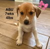 ABU