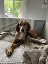 ARCHIE