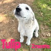 TULIP