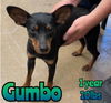 GUMBO