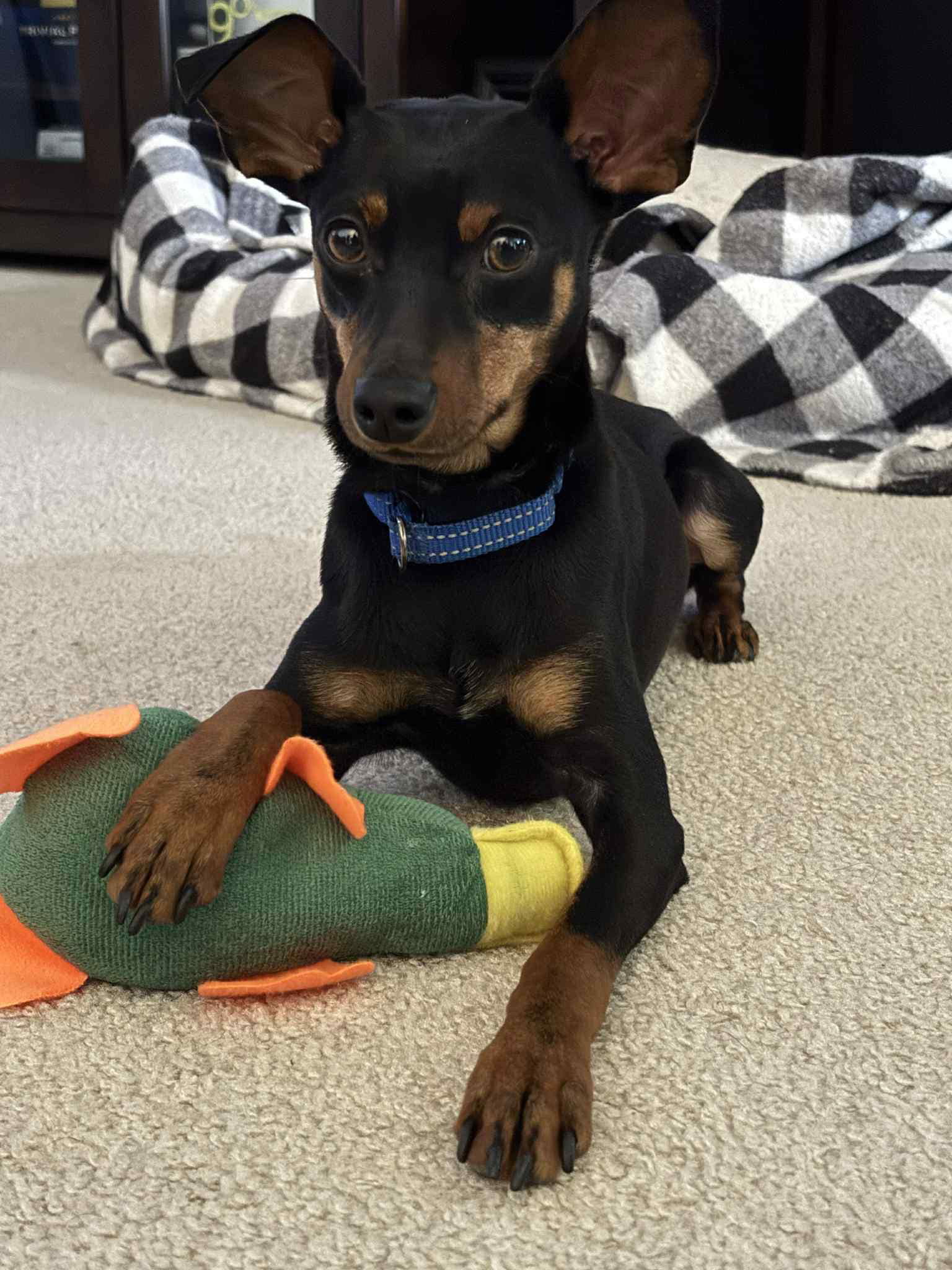 adoptable Dog in Woodbury, NY named GUMBO