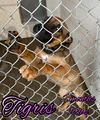 TIGRIS