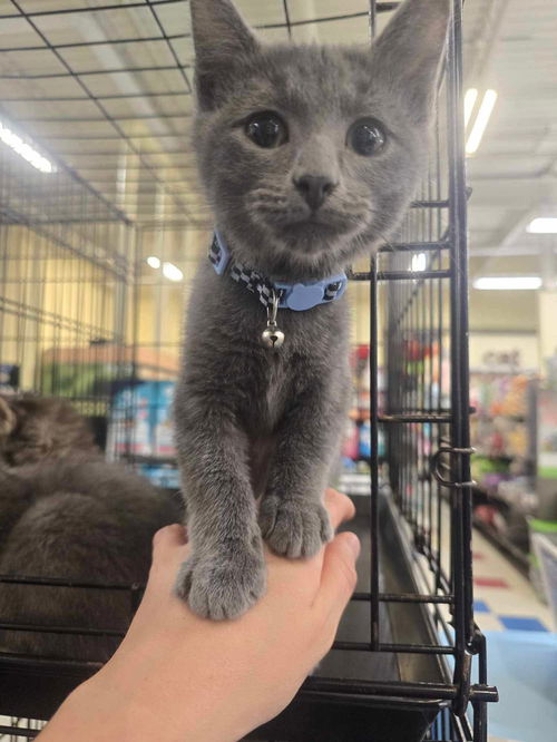 BISCUIT