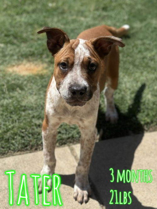 TATER