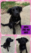 SHEBA