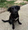 SHEBA